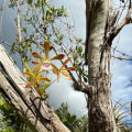 The Impact of Climate Change and Habitat Loss on Orchid Conservation
