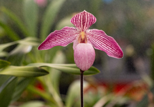 The Impact of Government Policies on Orchid Conservation Efforts