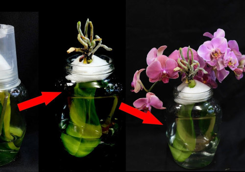 Debunking Myths: Understanding Orchid Conservation