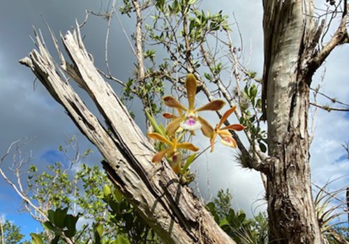 The Impact of Climate Change and Habitat Loss on Orchid Conservation